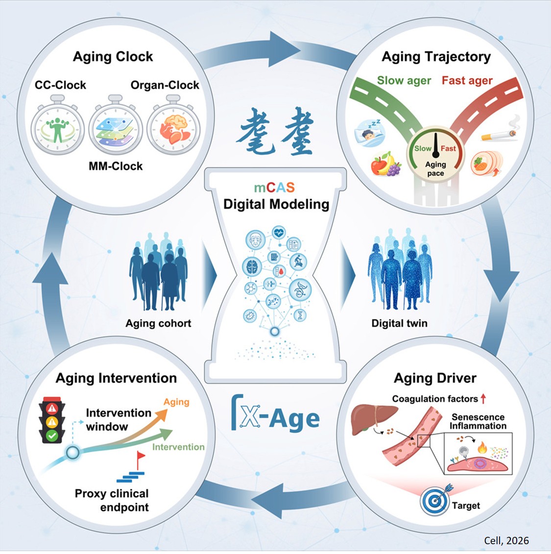 “Aging clocks” to measure body decline