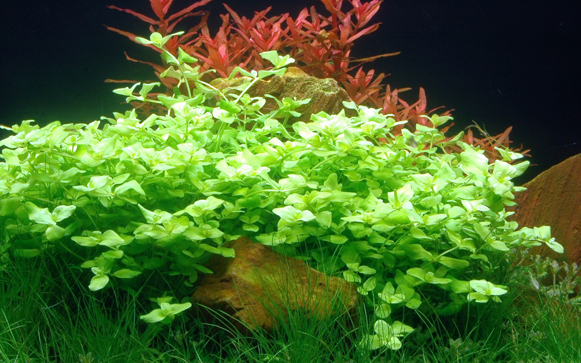 Bacopa Australis