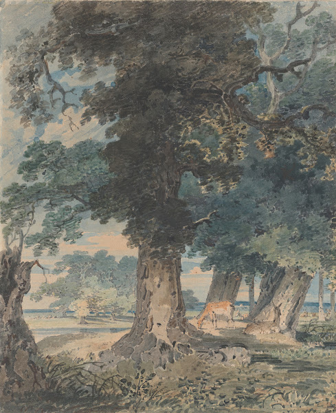 Deer in Windsor Forest 179394