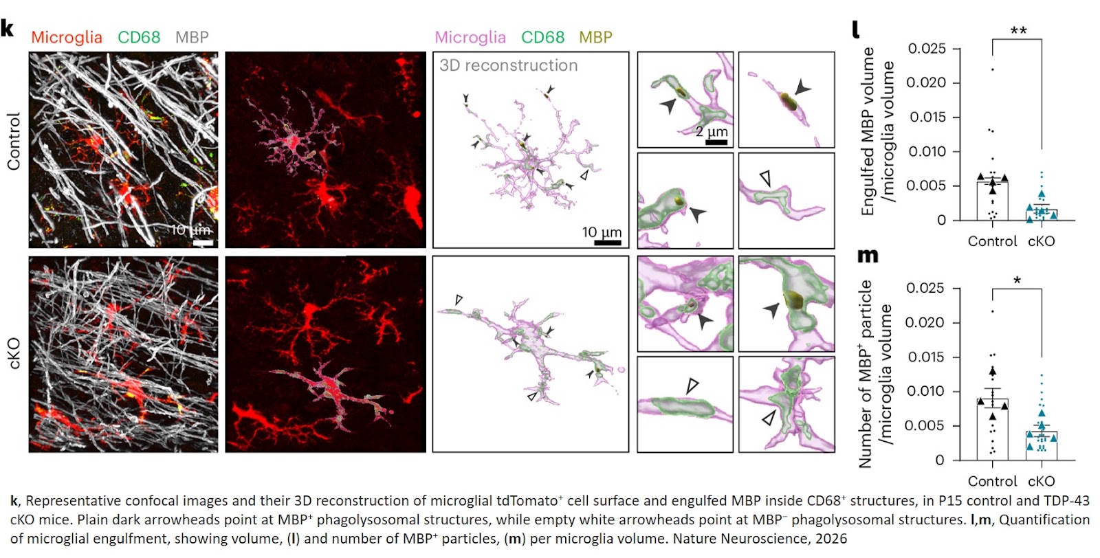 Microglial TDP-43 mediates myelin refinement and represses Tyrobp cryptic exon inclusion in mice
