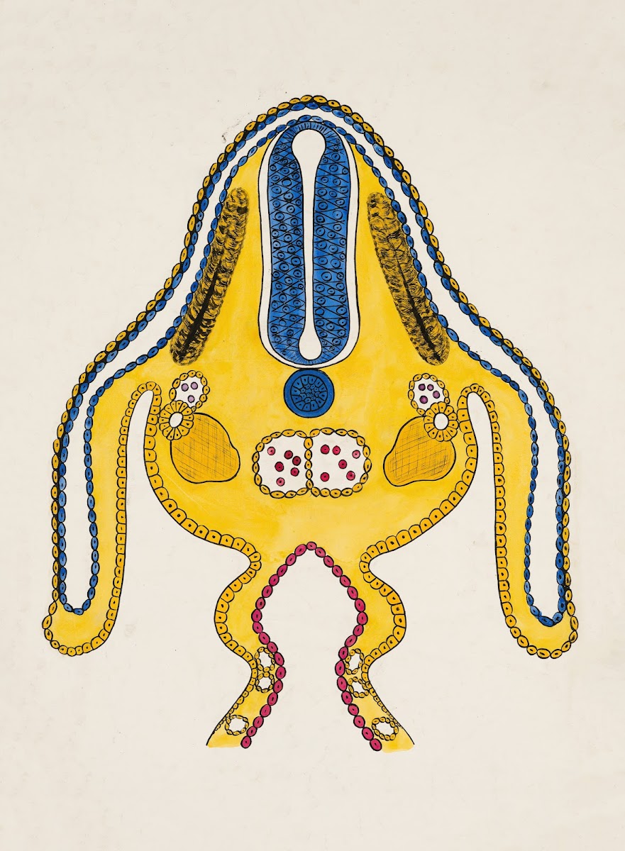 Cross section of embryonic stage 19th century