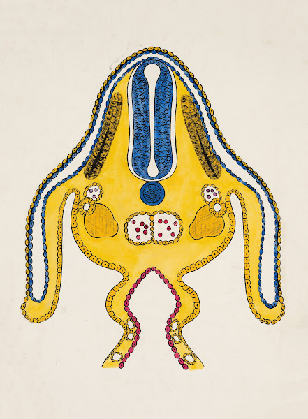 Cross section of embryonic stage 19th century