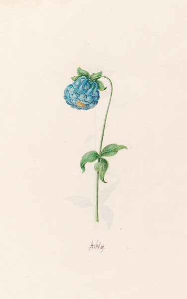 Ackeleÿ 1692