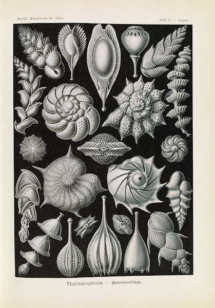 Thalamophora  Kammerlinge 1904