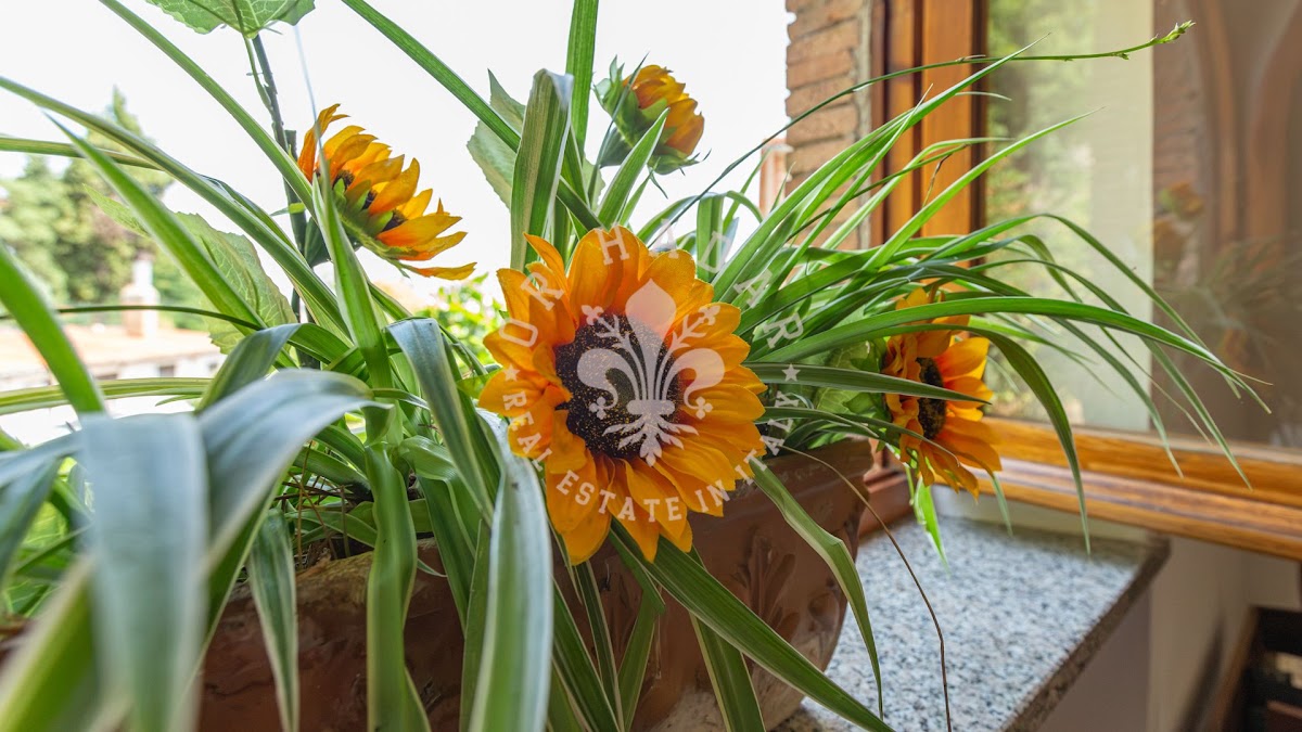 החמניות של ארינה (I Girasoli di Erina) — 28