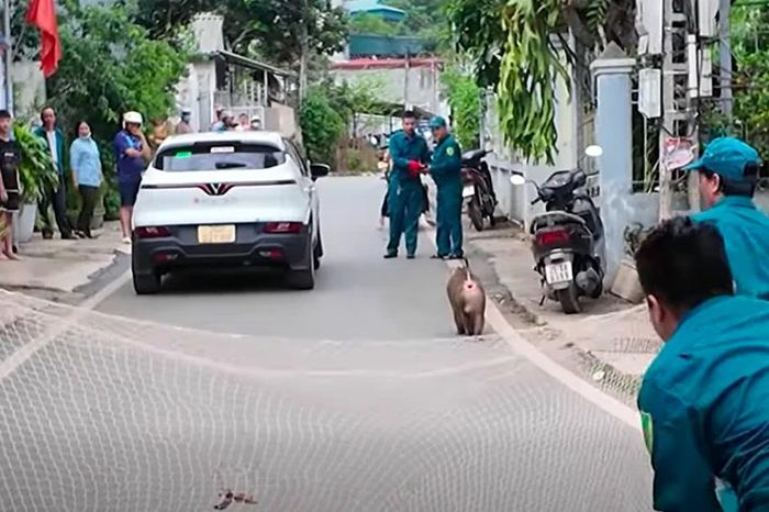 Khỉ hoang đại náo khu dân cư, phá hoại tài sản, tấn công vật nuôi ở Sơn La - Báo Tiền Phong