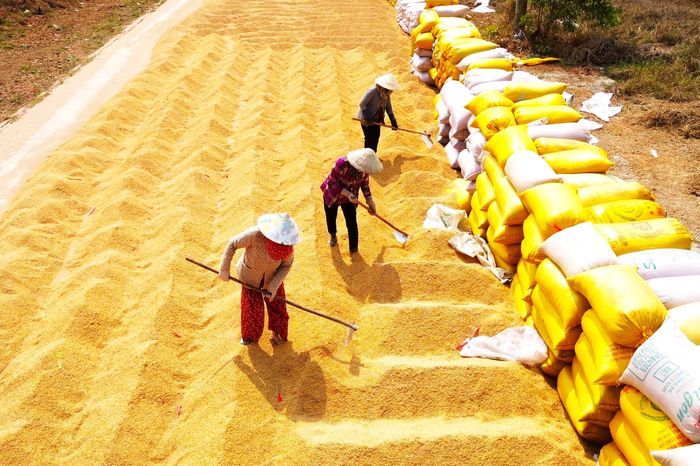 Nhọc nhằn mưu sinh nghề 'phơi nắng' giữa mùa lúa chín - Báo Pháp Luật TP.HCM