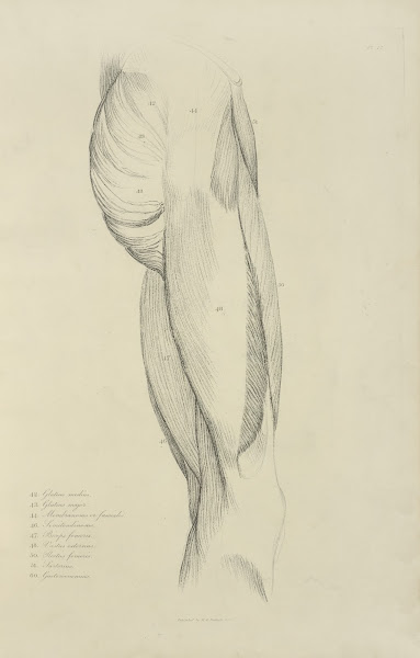 View of musculature of the upper leg and buttock 1833
