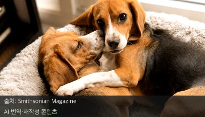 강아지 알레르기 - 강아지 알레르기 걱정 끝? 유전자 편집으로 탄생한 비글