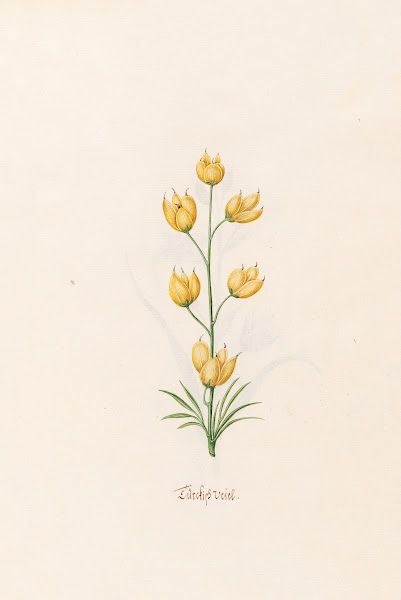 Türckish veiel 1692
