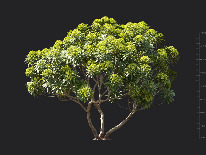 Maxtree - Plant Models Vol.119