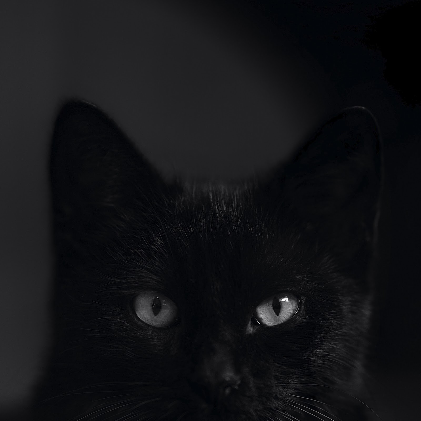 Download Black Cat, Kitten, Pet, Animal Full HD iPhone