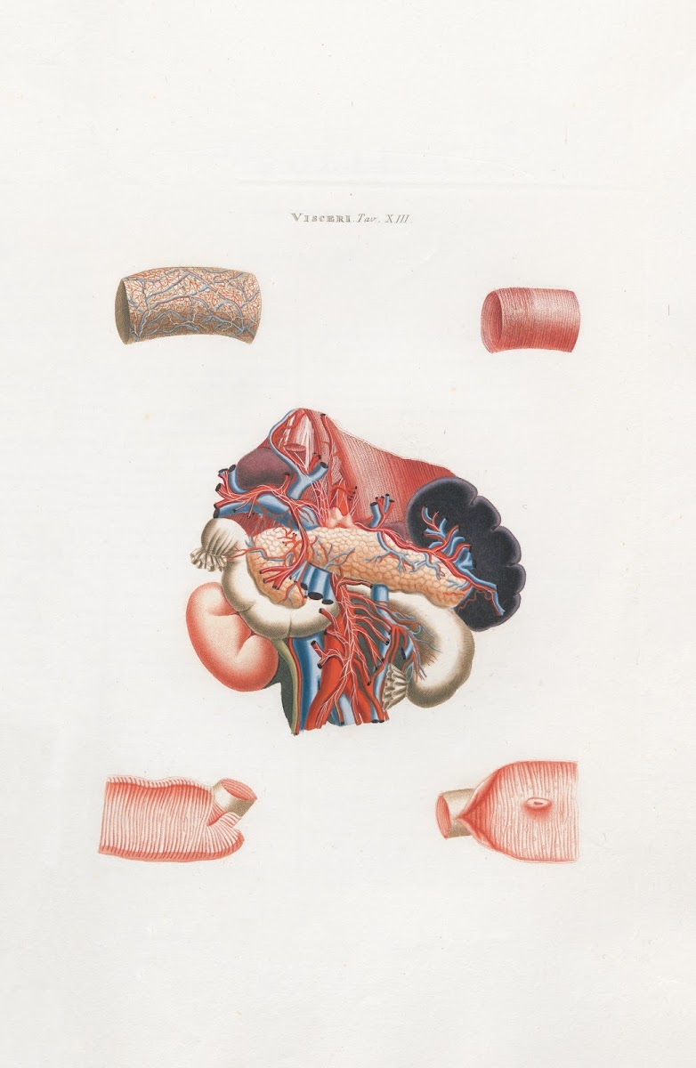 Anatomia Universale Pl32 1833