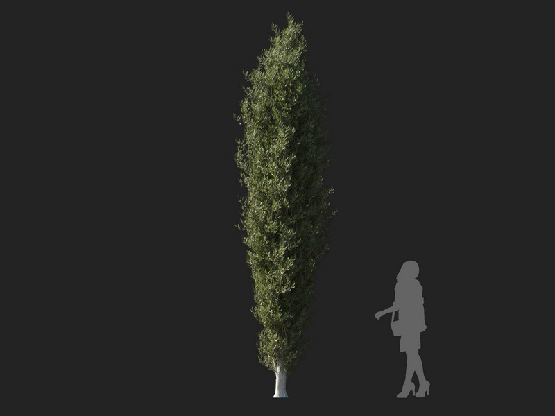 Maxtree - Plant Models Vol.127