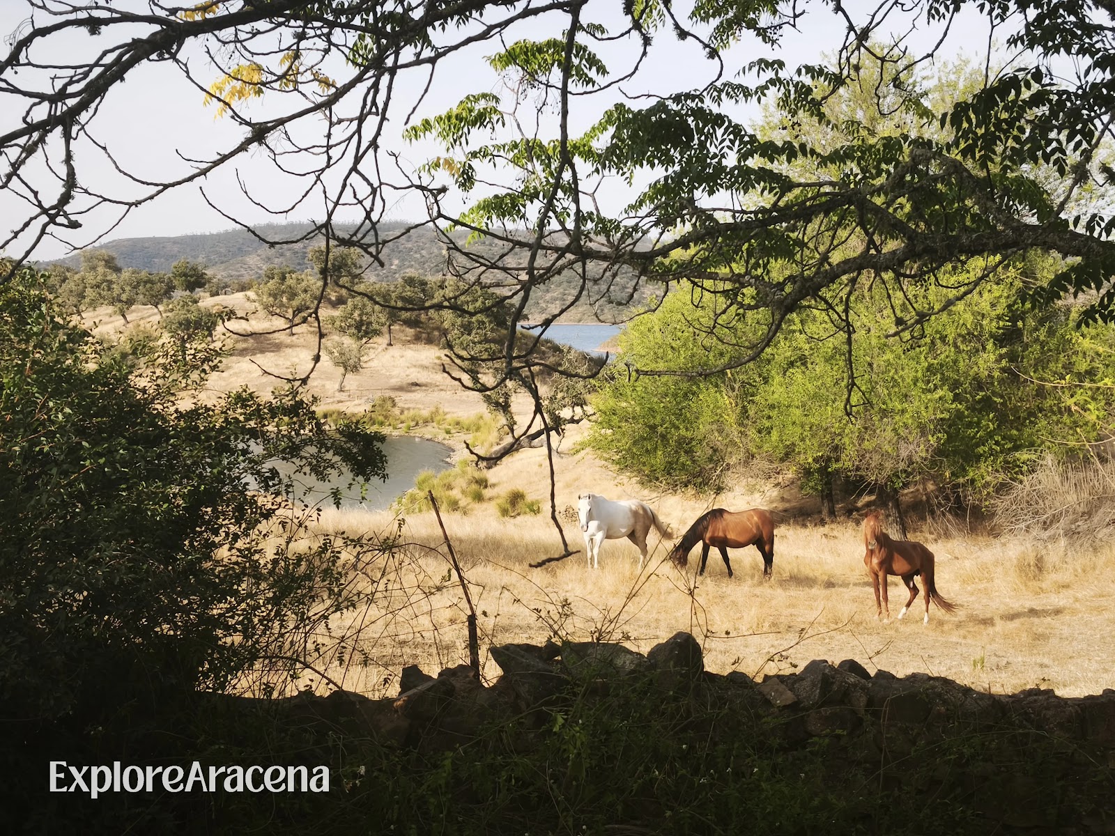Three horses grazing in the Sierra de Aracena countryside, with reservoir water and green hills visible behind them.