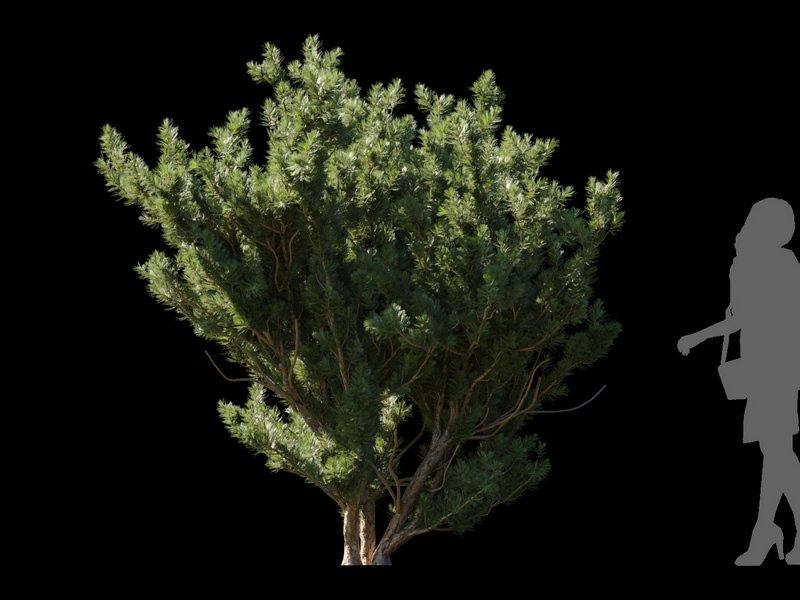 Maxtree - Plant Models Vol.120