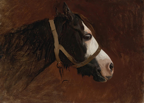 Profile Of A Horse