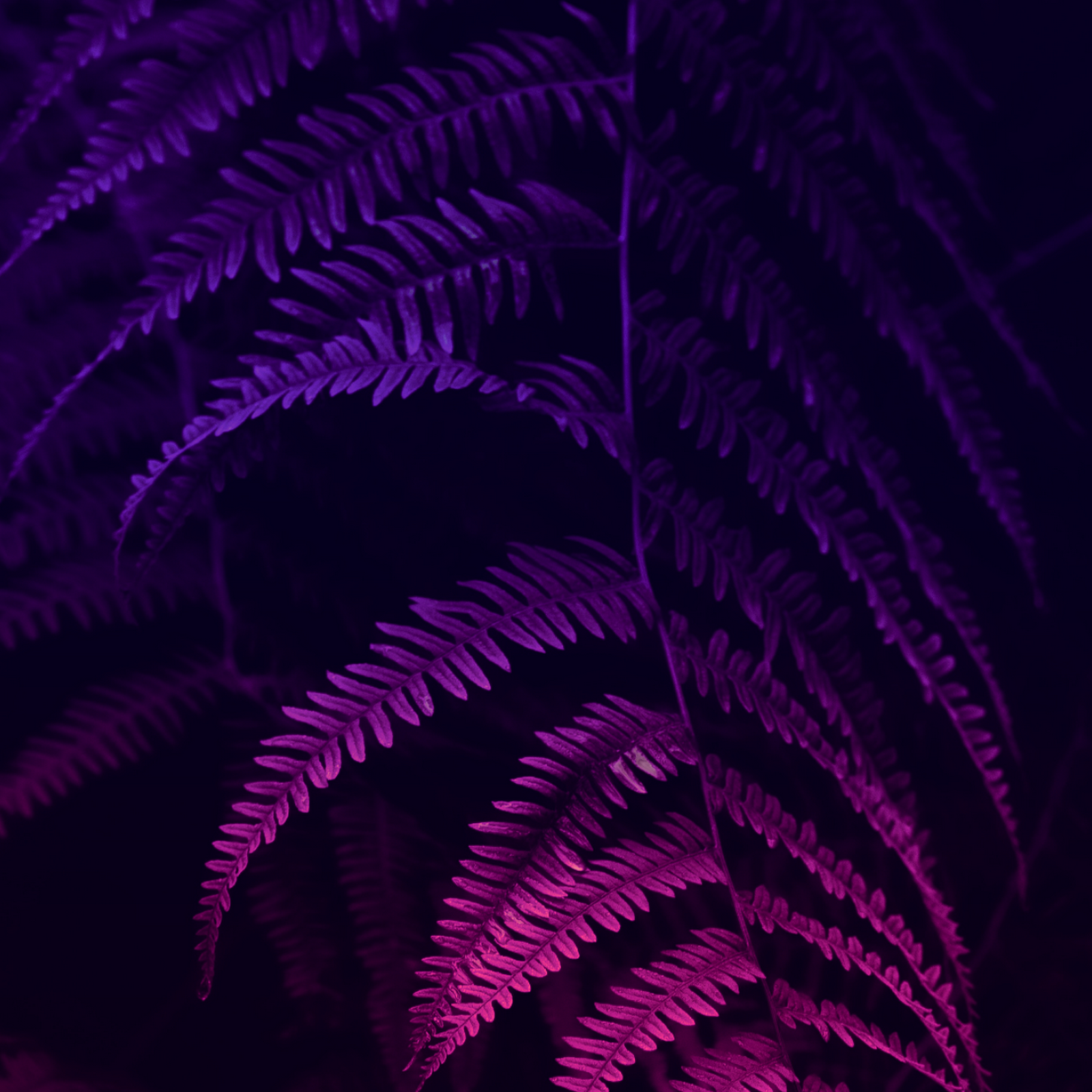 Download Glowing Magenta Fern Leaves Full HD iPhone