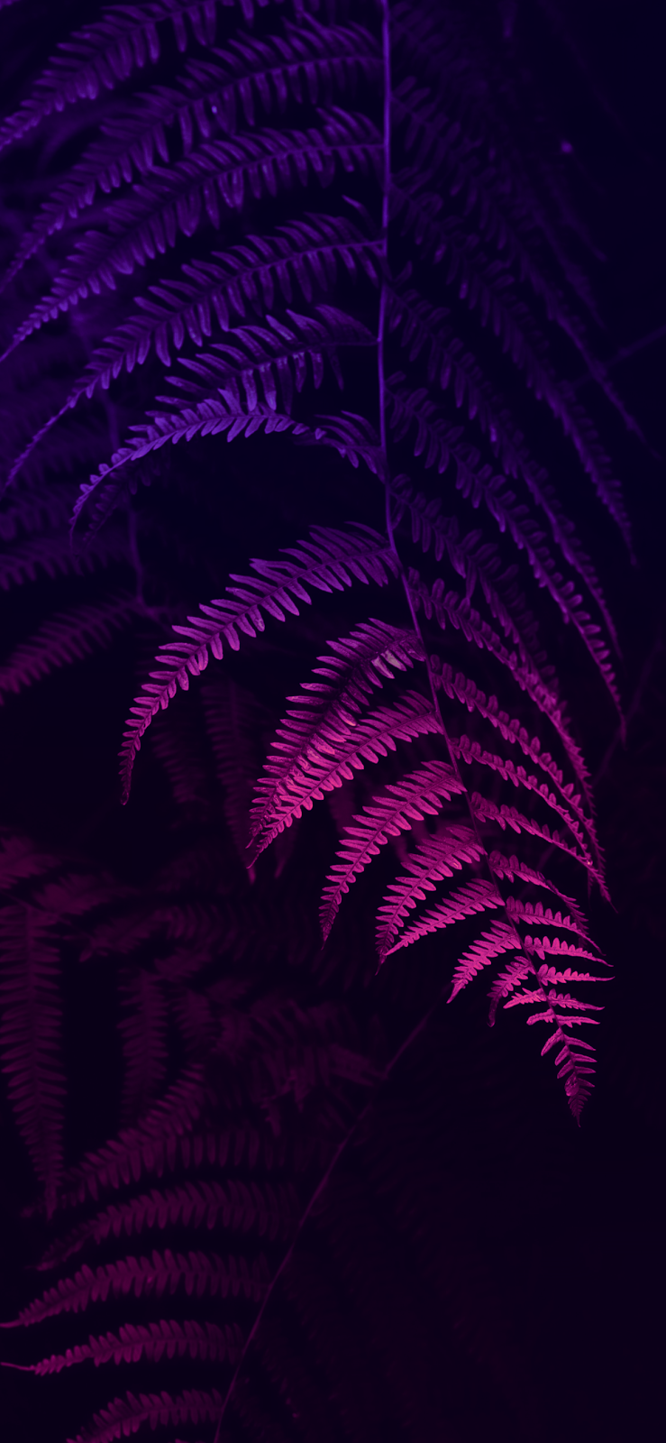Glowing Magenta Fern Leaves - Neon Botanical Photography Full HD iPhone Wallpaper (1242x2688)