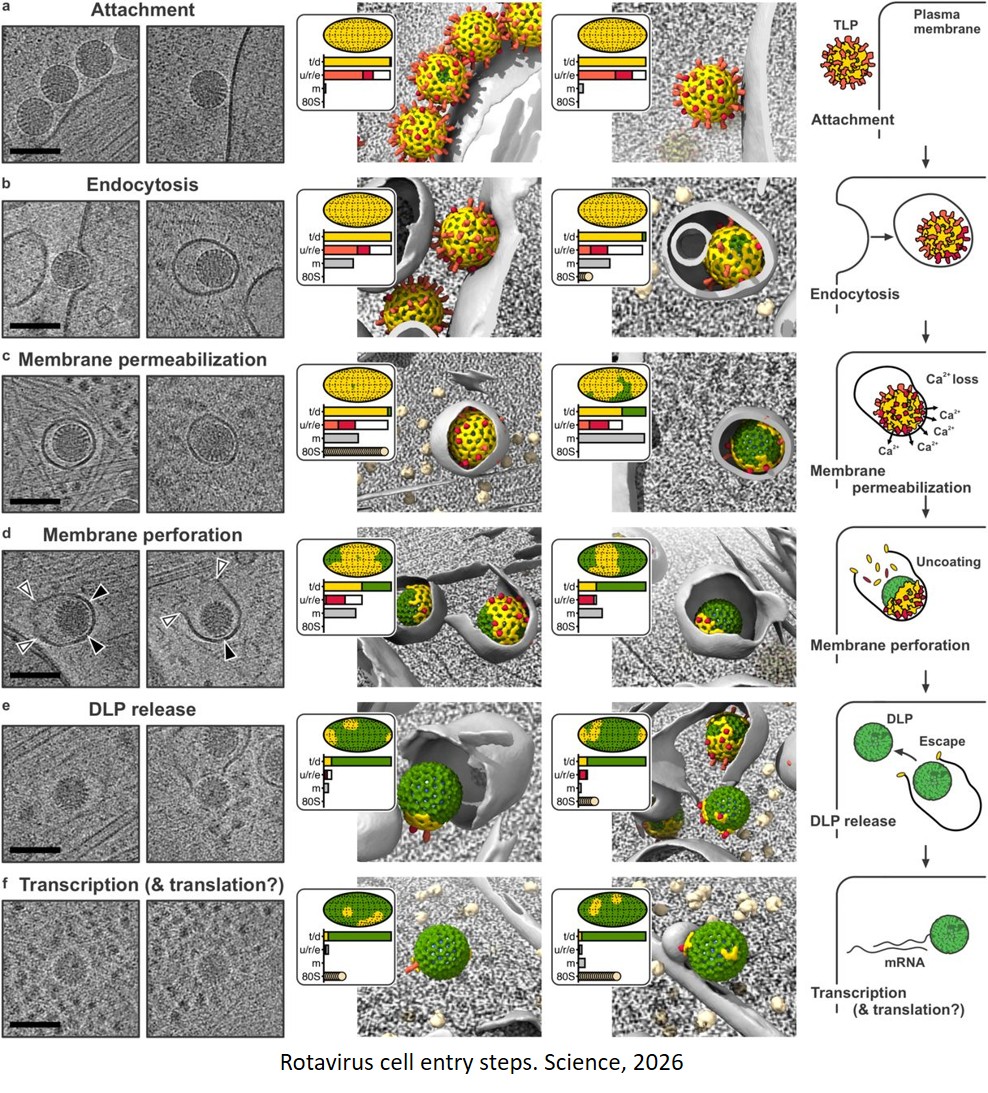 How non-enveloped viruses infect cells