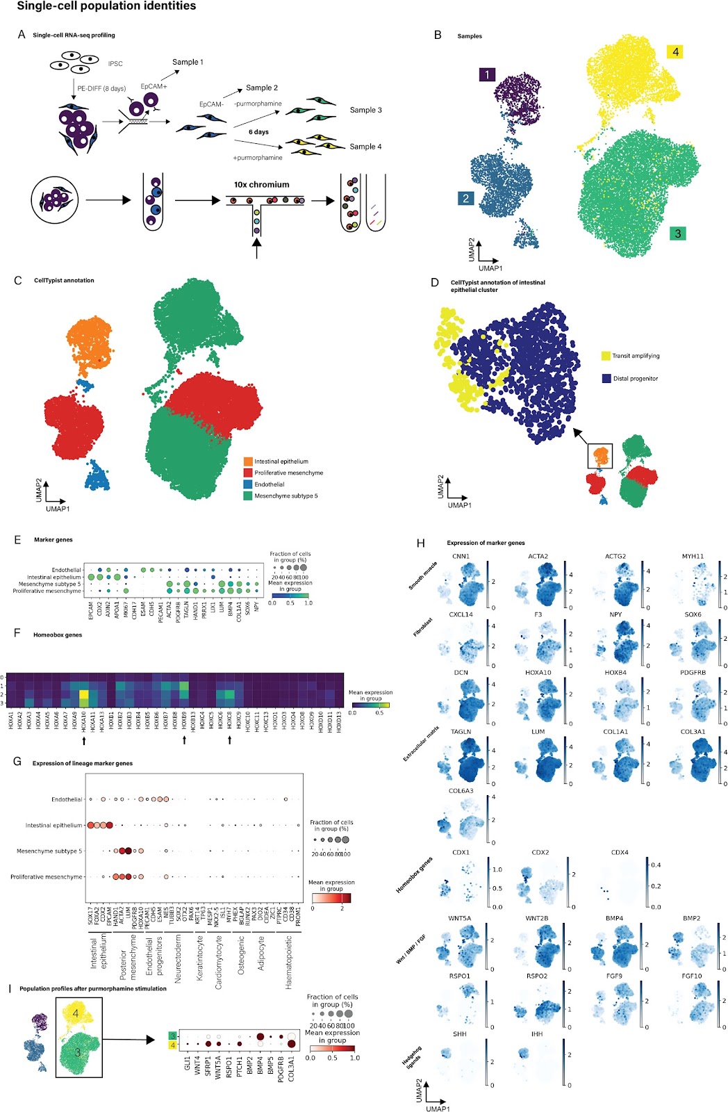 Generation of biologically responsive colon-like intestinal tissue patches from human induced pluripotent stem cells using a rapid co-differentiation platform