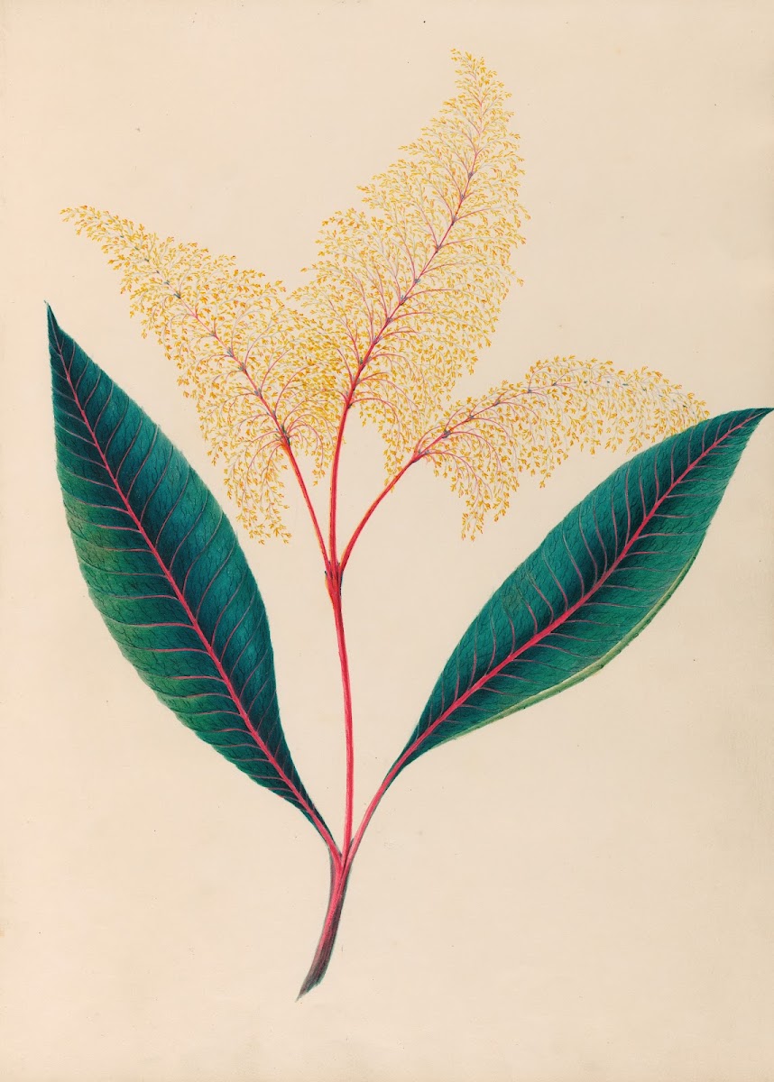 Drawings of tropical flowers and fruits from South America Pl18 1830