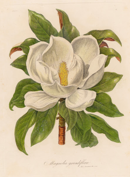 Magnolia grandiflora 1818 1824
