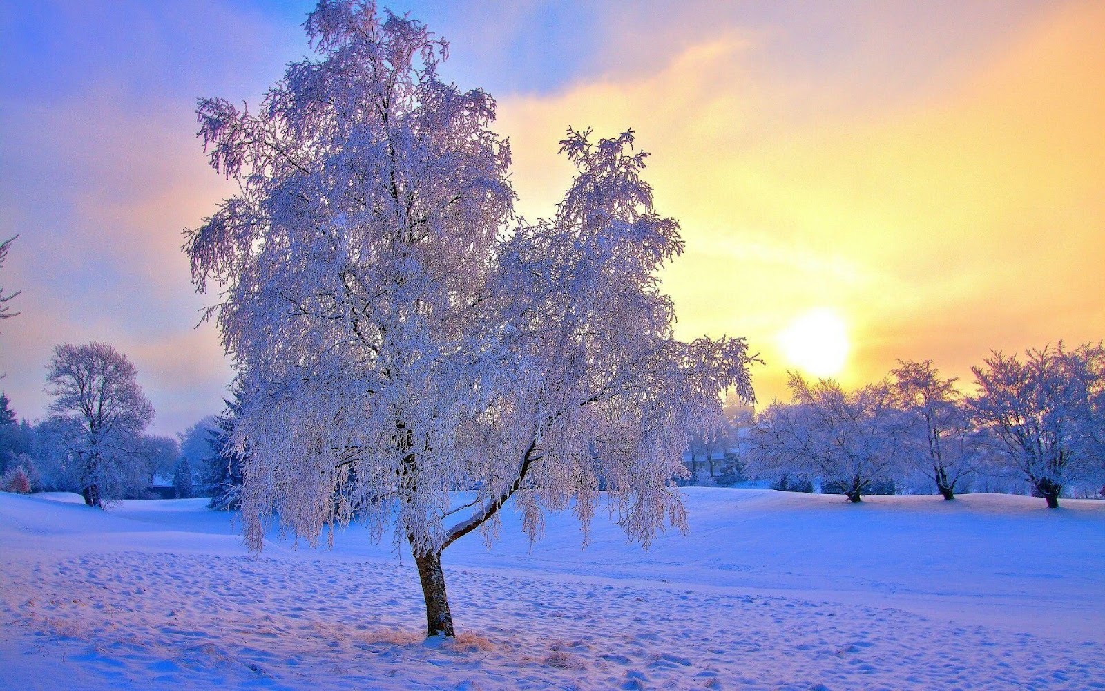 Winter Tree Wallpaper