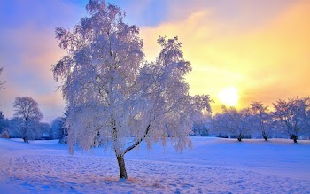Winter Tree Wallpaper
