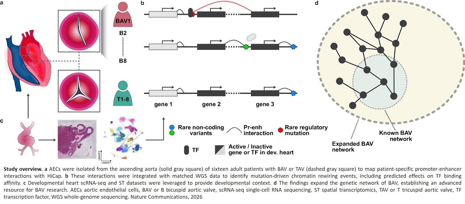 Rare regulatory mutations disrupt mesenchymal molecular programs driving endocardial cushion formation in bicuspid aortic valve