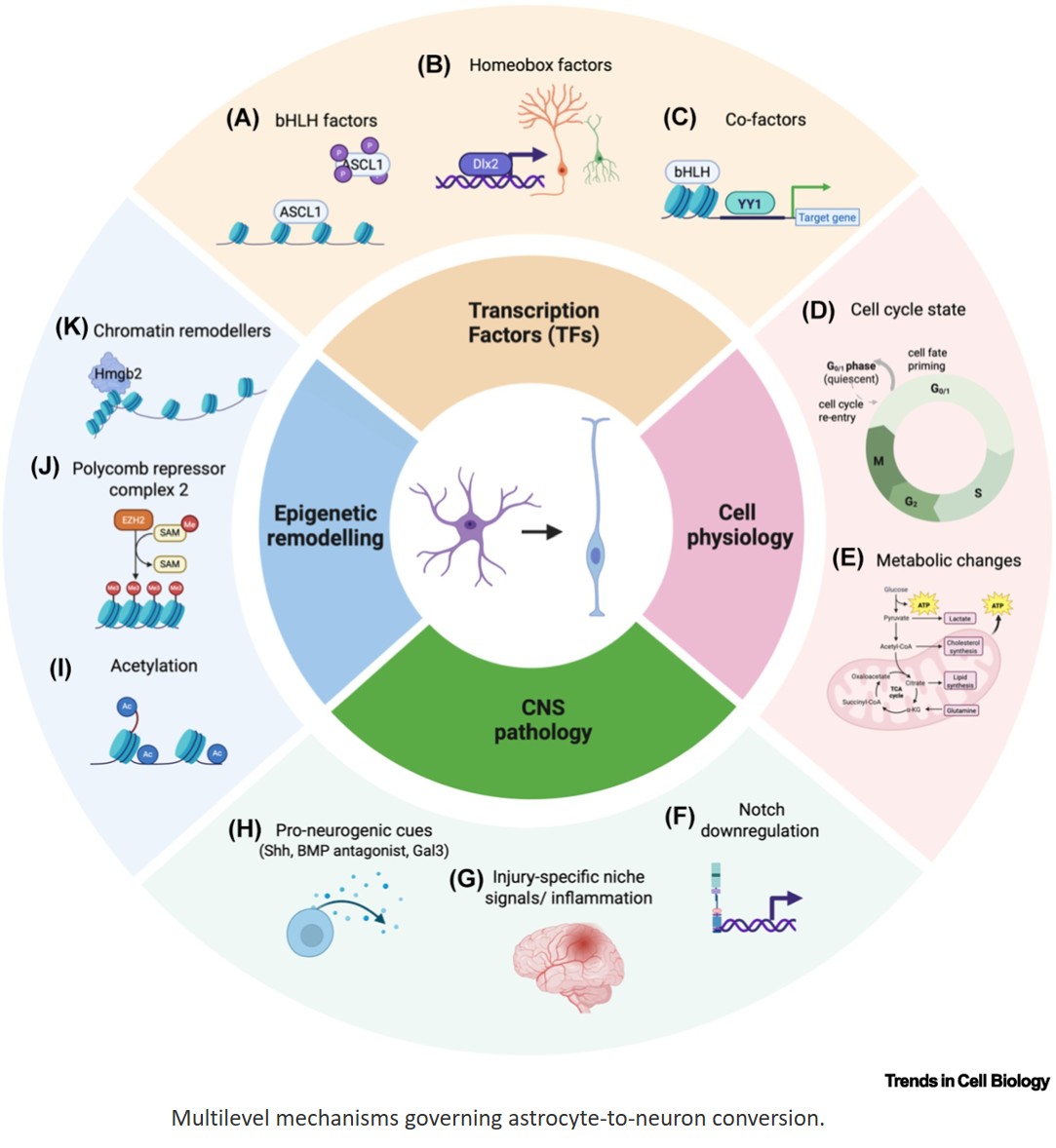 A 2026 perspective on neural stem cells and glial plasticity