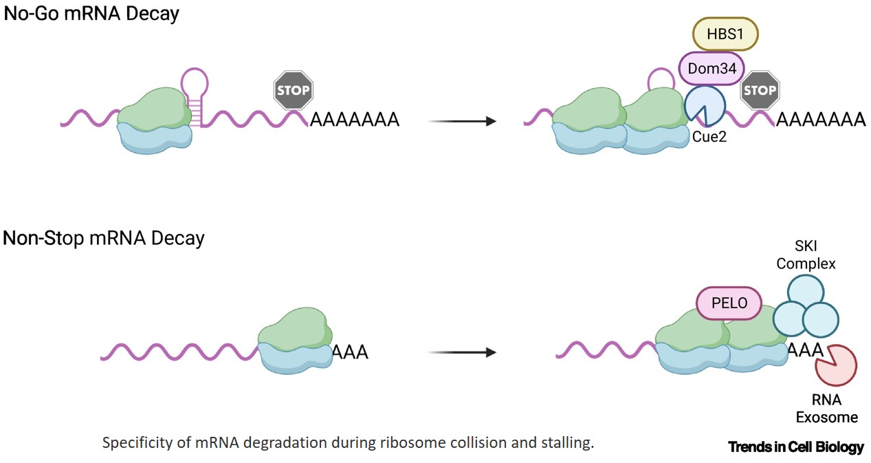 Precision in RNA degradation: helicases, ribosome and RNA polymerase stalling, and RNA modifications