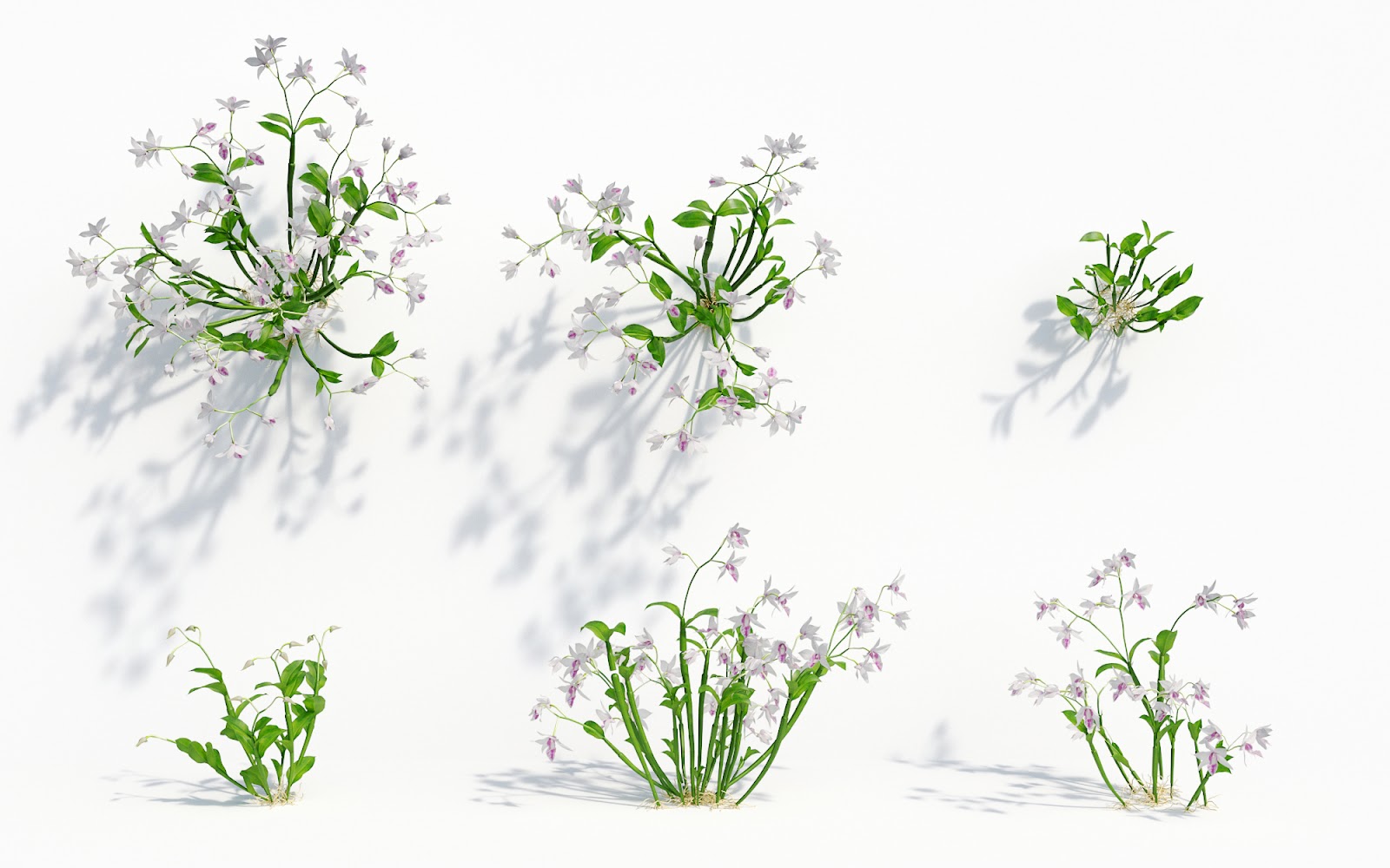 Maxtree - Plant Models Vol.8
