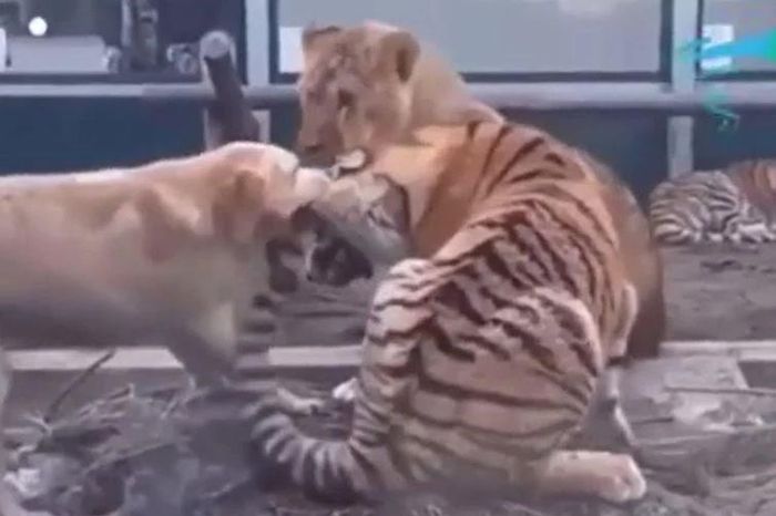 Chó liều mình can thiệp, cắn tai hổ dữ ngăn đại chiến với sư tử - Tạp chí Doanh Nghiệp Việt Nam