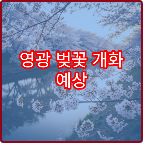 영광 벚꽃 개화 예상 영광 벚꽃 절정 시기