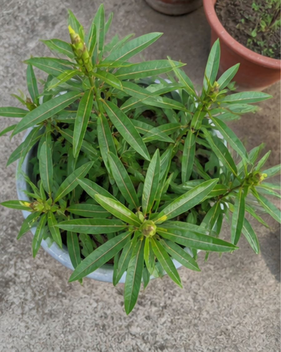 Barleria Lupulina Medicinal Plant — view 6
