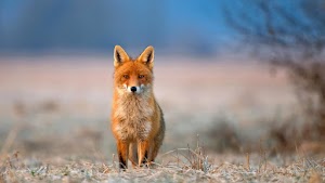 Fox Wallpaper
