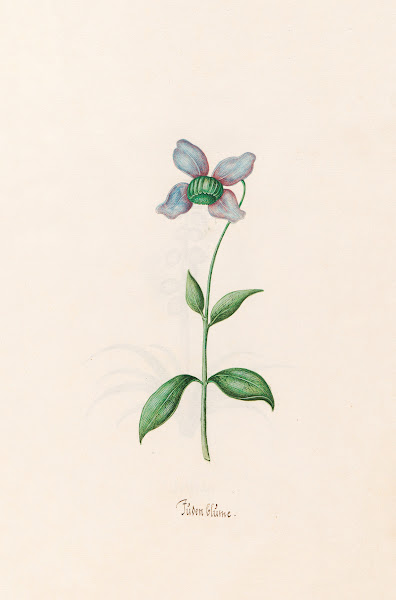 Jüden Blüme 1692