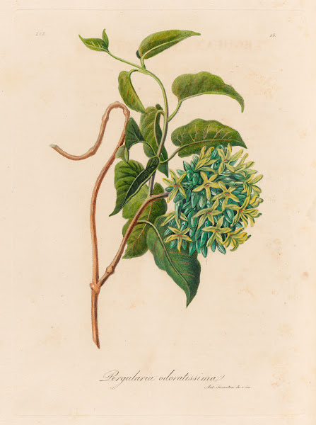 Pergularia odoratissima 1818 1824