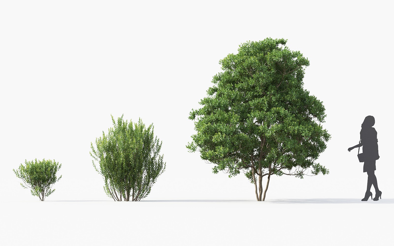 Maxtree - Plant Models Vol.28