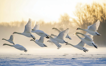 Swans Wallpaper
