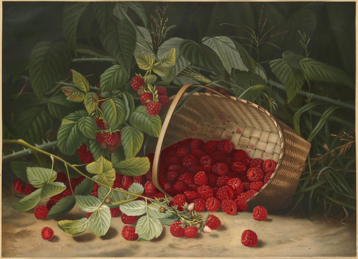 Raspberries ca 18611897