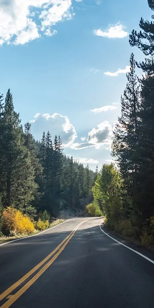 Road, Forest, Trees, Asphalt, Landscape 5K Wallpaper Background