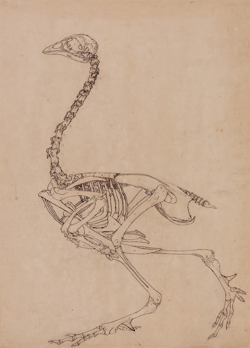 Fowl Skeleton Lateral View 1795 to 1806