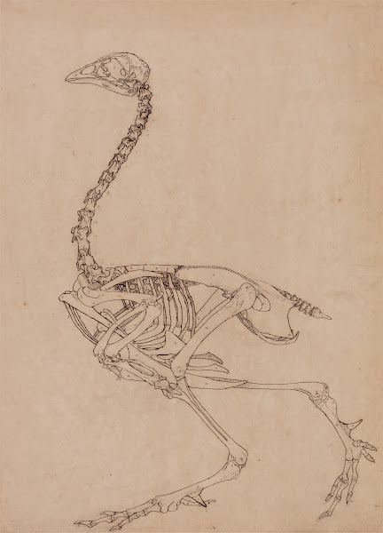 Fowl Skeleton Lateral View 1795 to 1806