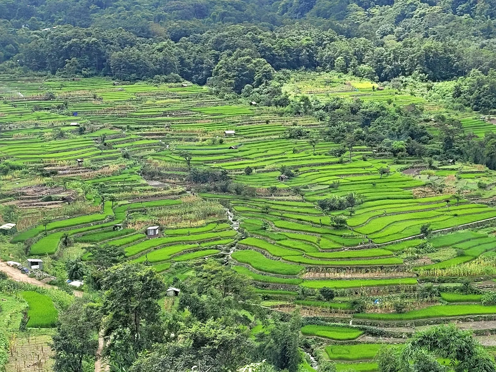 Nziigwo Village