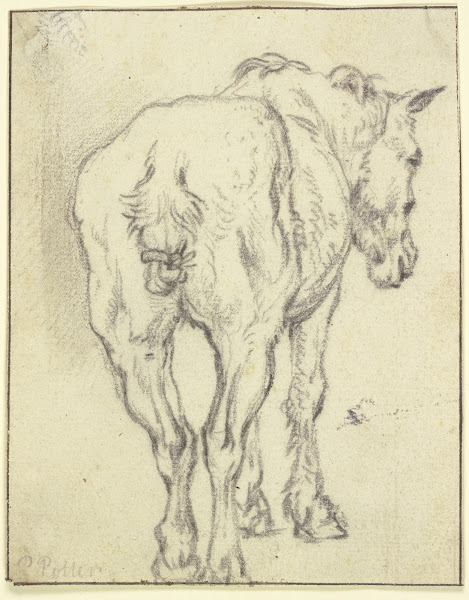 Pferd mit zusammengebundenem Schweif in Rückansicht
