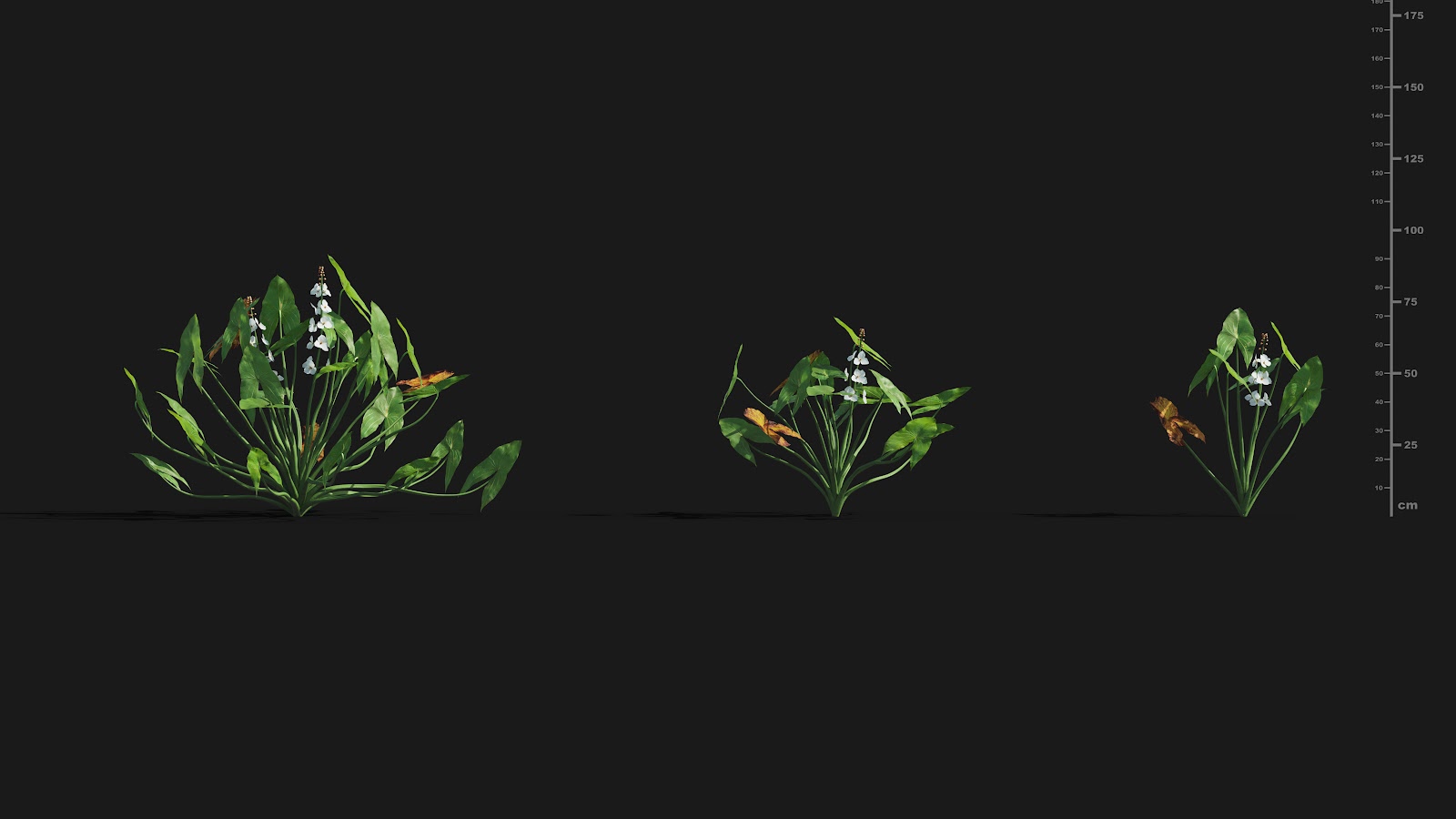 Maxtree - Plant Models Vol.29