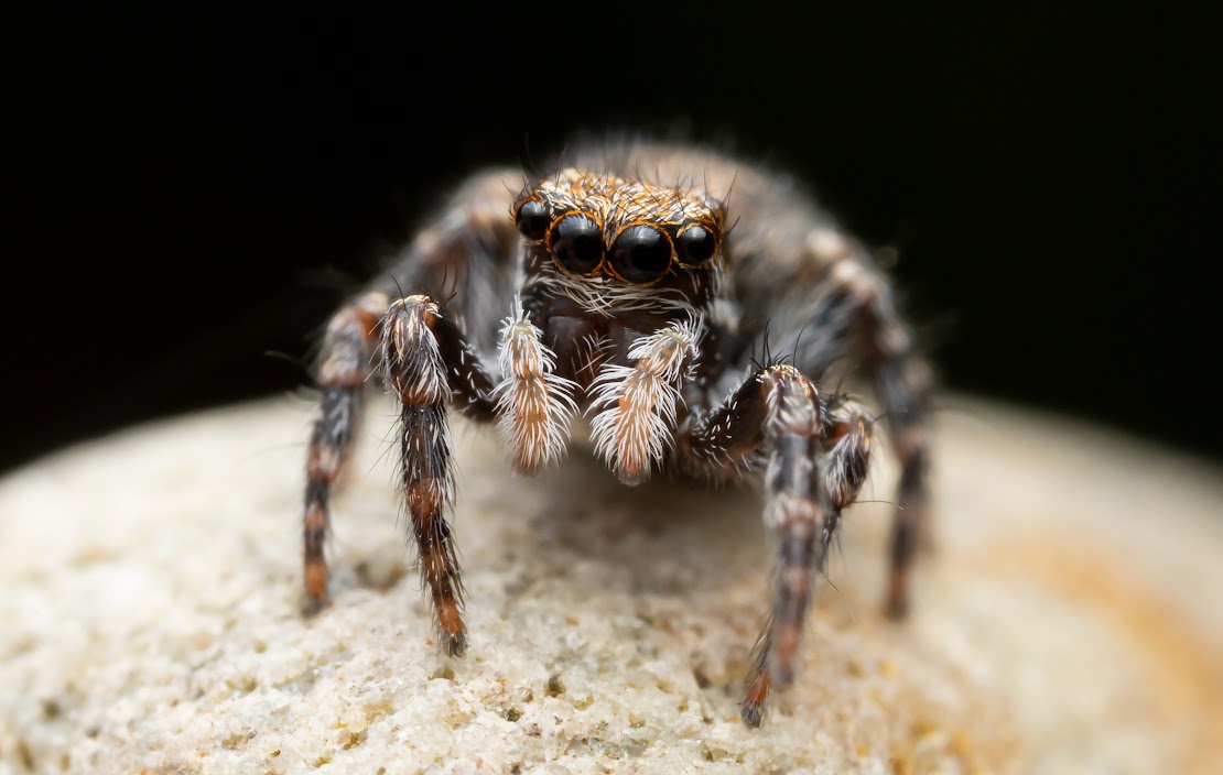 Pseudeuophrys lanigera