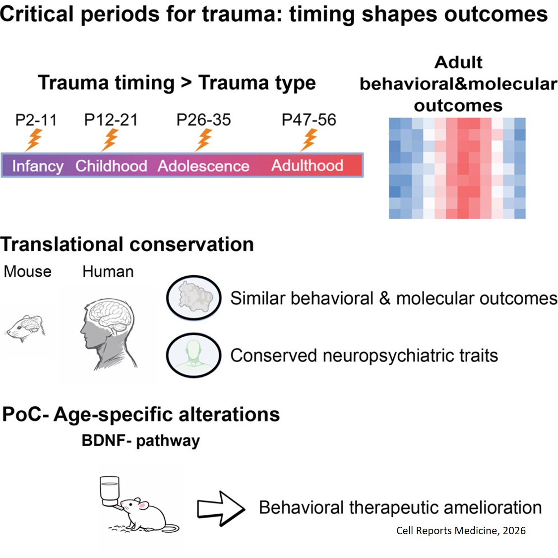 Traumatic life experiences during critical periods lead to diverse developmental trajectories